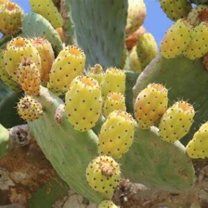 Groene thee Cactus citrus