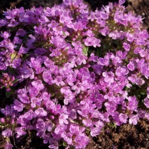 Kruidenthee Wilde tijm